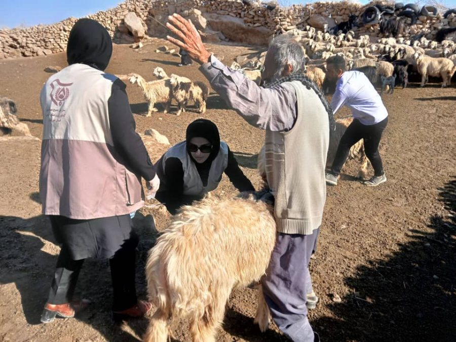 واکسیناسیون ۳ هزار دام در مسجدسلیمان