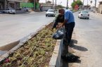تشریح عملکرد هفتگی معاونت خدمات شهری شهرداری مسجدسلیمان در حوزه فضای سبز / گسترش اقدامات عمرانی و نگهداری در راستای بهبود فضای سبز شهری