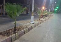 کاشت نخل تزئینی پالم در مسیر بلوار نمره یک به دوراهی بیبیان