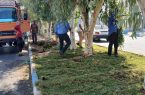 گام تازه شهرداری مسجدسلیمان در توسعه و زیباسازی فضای سبز شهری