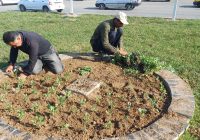گزارش هفتگی معاونت خدمات شهری (واحد فضای سبز) شهرداری مسجدسلیمان گزارش هفتگی معاونت خدمات شهری (واحد فضای سبز) شهرداری مسجدسلیمان