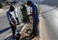 آغاز طرح گسترده کاشت درخت و گل‌های فصلی در بلوارها و میادین سطح شهر