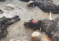 سیلاب اخیر گلگیر دامداری و کشاورزی را فلج کرد/رسیدگی فوری لازم است