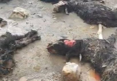 سیلاب اخیر گلگیر دامداری و کشاورزی را فلج کرد/رسیدگی فوری لازم است