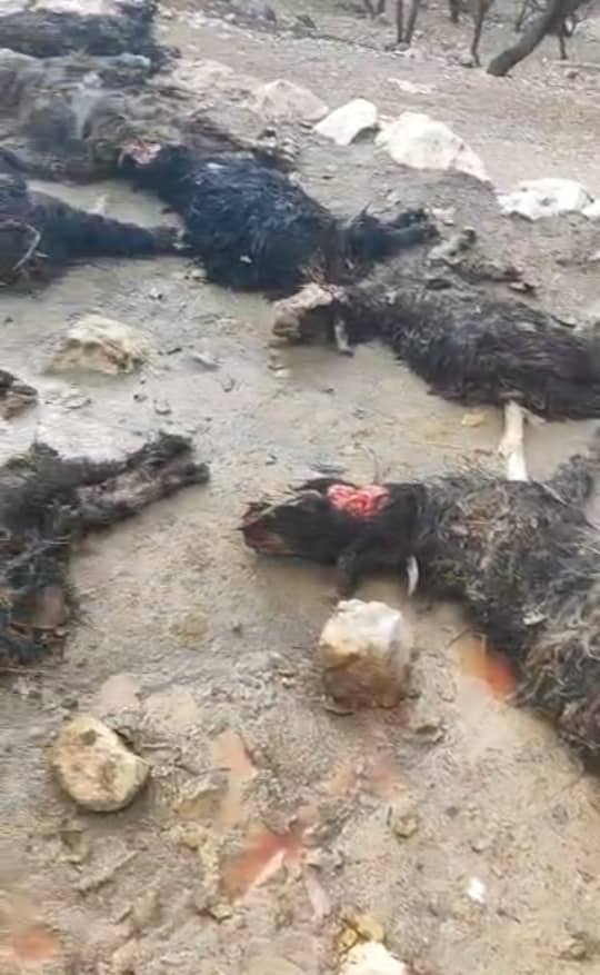 سیلاب اخیر گلگیر دامداری و کشاورزی را فلج کرد/رسیدگی فوری لازم است