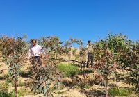 توزیع نهال رایگان میان شهروندان و مجریان طرح های زراعت چوب توسط اداره منابع طبیعی و آبخیزداری شهرستان مسجدسلیمان