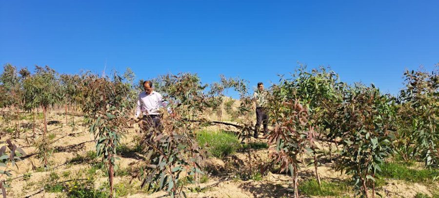 توزیع نهال رایگان میان شهروندان و مجریان طرح های زراعت چوب توسط اداره منابع طبیعی و آبخیزداری شهرستان مسجدسلیمان