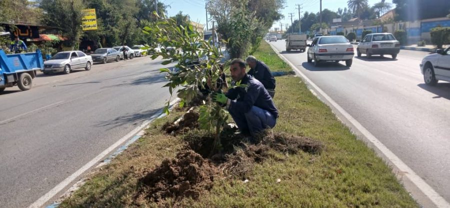حرکت سبز شهرداری در سطح شهر / کاشت و ساماندهی فضای سبز در محورهای اصلی