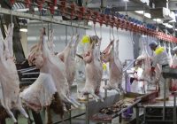 سردخانه کشتارگاه سنتی دام مسجدسلیمان راه‌اندازی شد