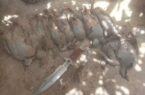 دستگیری دو شکارچی غیرمجاز کبک در منطقه شکار ممنوع آسماری/ تشکیل ۶ پرونده تخلف شکار و صید در سه‌ماهه نخست سال