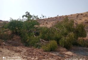تل‌بزان؛ جایی که ایمنی نباید به قیمت از دست رفتن درختان تمام شود